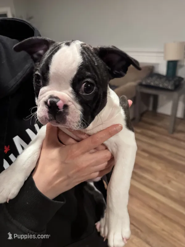 Rizzo  – Boston Terrier puppy for sale in Melville, NY