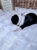 Gale, a female Boston Terrier for sale in Melville, NY – 3 of 6