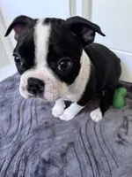 Gale, a female Boston Terrier for sale in Melville, NY – 6 of 6