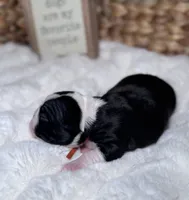 Oakley , a female Boston Terrier for sale in Melville, NY – 2 of 6
