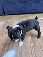Yoda, a male Boston Terrier for sale in Melville, NY – 3 of 10