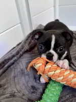 Bella, a female Boston Terrier for sale in Melville, NY – 2 of 8