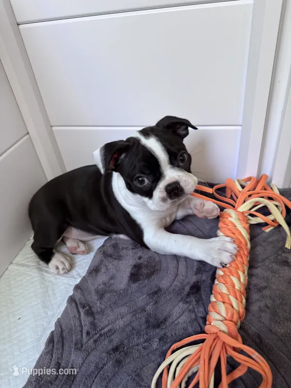 Gale – Boston Terrier puppy for sale in Melville, NY