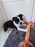 Gale, a female Boston Terrier for sale in Melville, NY – 1 of 6