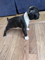 Yoda, a male Boston Terrier for sale in Melville, NY – 5 of 10