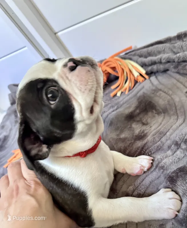 Rizzo  – Boston Terrier puppy for sale in Melville, NY