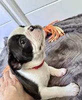 Rizzo , a female Boston Terrier for sale in Melville, NY – 3 of 6