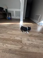 Bella, a female Boston Terrier for sale in Melville, NY – 6 of 8