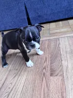 Yoda, a male Boston Terrier for sale in Melville, NY – 10 of 10