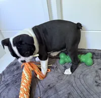 Gale, a female Boston Terrier for sale in Melville, NY – 4 of 6