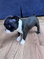 Yoda, a male Boston Terrier for sale in Melville, NY – 9 of 10