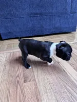 Yoda, a male Boston Terrier for sale in Melville, NY – 6 of 10
