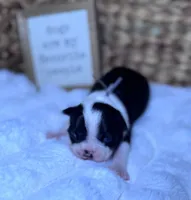 Gale, a female Boston Terrier for sale in Melville, NY – 2 of 6