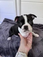 Gale, a female Boston Terrier for sale in Melville, NY – 5 of 6