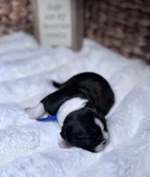 Bella, a female Boston Terrier for sale in Melville, NY – 5 of 8