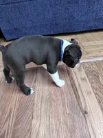 Bella, a female Boston Terrier for sale in Melville, NY – 8 of 8