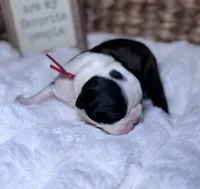 Rizzo , a female Boston Terrier for sale in Melville, NY – 2 of 6