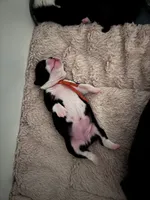 Oakley , a female Boston Terrier for sale in Melville, NY – 3 of 6