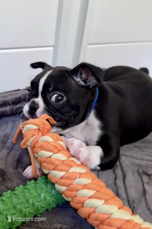 Bella – Boston Terrier puppy for sale in Melville, NY