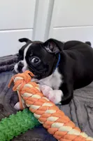 Bella, a female Boston Terrier for sale in Melville, NY – 1 of 8