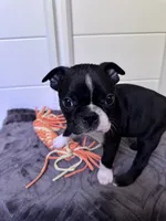 Yoda, a male Boston Terrier for sale in Melville, NY – 4 of 10