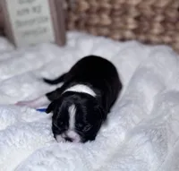Bella, a female Boston Terrier for sale in Melville, NY – 4 of 8