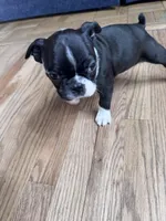 Yoda, a male Boston Terrier for sale in Melville, NY – 7 of 10
