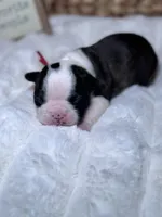 Rizzo , a female Boston Terrier for sale in Melville, NY – 4 of 6