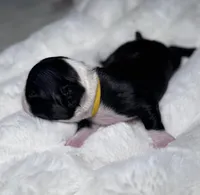 Yoda, a male Boston Terrier for sale in Melville, NY – 2 of 10