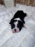 Oakley , a female Boston Terrier for sale in Melville, NY – 4 of 6