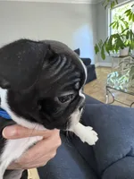 Bella, a female Boston Terrier for sale in Melville, NY – 3 of 8