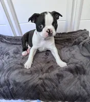 Rizzo , a female Boston Terrier for sale in Melville, NY – 5 of 6