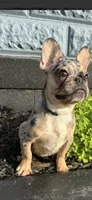 Bruno, a male French Bulldog for sale in Warrington Township, PA – 2 of 3