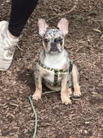 Bruno, a male French Bulldog for sale in Warrington Township, PA – 3 of 3