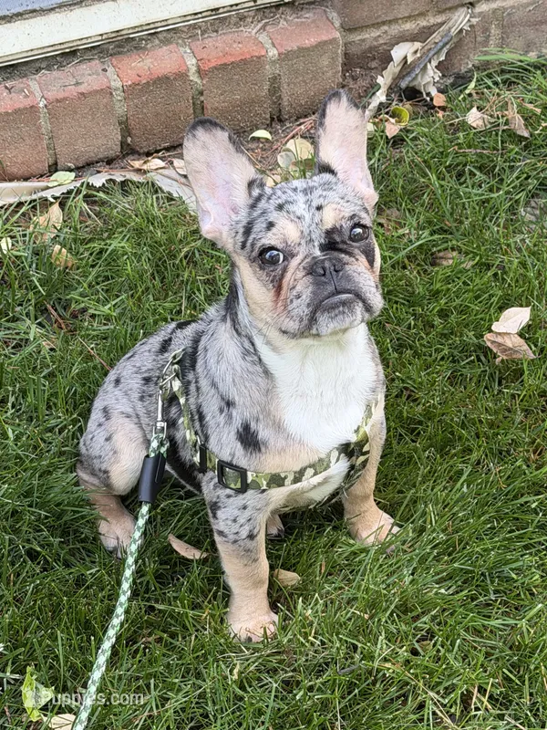 Bruno – French Bulldog puppy for sale in Warrington Township, PA