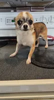 Dex, a male Chihuahua for sale in Oostburg, WI – 6 of 9