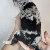 Chippy the chihuahua, a male Chihuahua for sale in Oostburg, WI – Photo 3 of 8