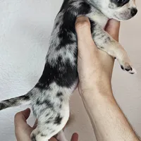 Chippy the chihuahua, a male Chihuahua for sale in Oostburg, WI – Photo 7 of 8