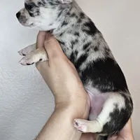 Chippy the chihuahua, a male Chihuahua for sale in Oostburg, WI – Photo 8 of 8