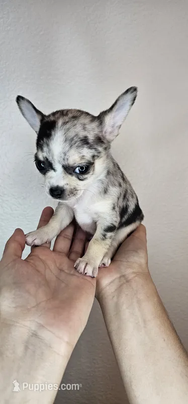 Chippy the chihuahua
