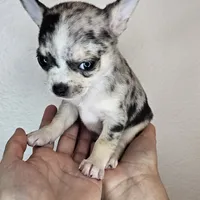 Chippy the chihuahua, a male Chihuahua for sale in Oostburg, WI – Photo 1 of 8