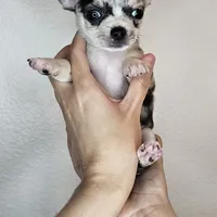 Chippy the chihuahua, a male Chihuahua for sale in Oostburg, WI – Photo 5 of 8