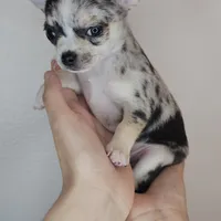 Chippy the chihuahua, a male Chihuahua for sale in Oostburg, WI – Photo 6 of 8