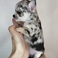 Chippy the chihuahua, a male Chihuahua for sale in Oostburg, WI – Photo 2 of 8