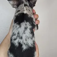 Chippy the chihuahua, a male Chihuahua for sale in Oostburg, WI – Photo 4 of 8