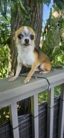 Dex, a male Chihuahua for sale in Oostburg, WI – 9 of 9