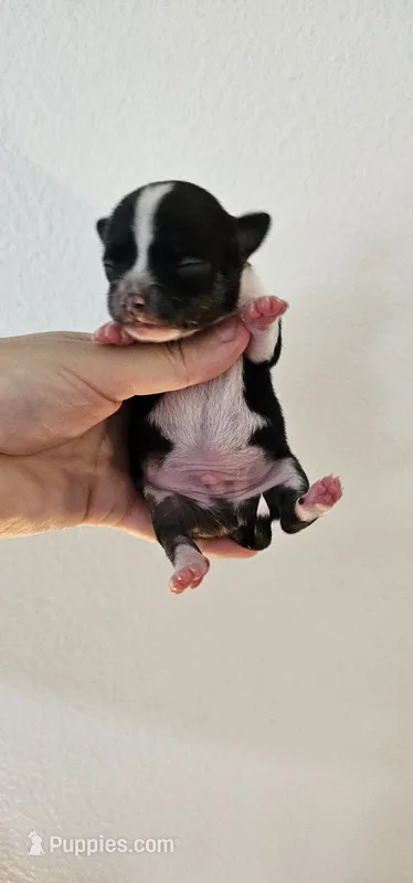Theodore – Chihuahua puppy for sale in Oostburg, WI