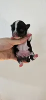 Theodore, a male Chihuahua for sale in Oostburg, WI – 1 of 3