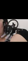 Anttony, a male Chihuahua for sale in Oostburg, WI – 3 of 4