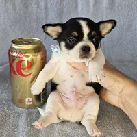 Chunky the chihuahua, a male Chihuahua for sale in Oostburg, WI – Photo 4 of 7